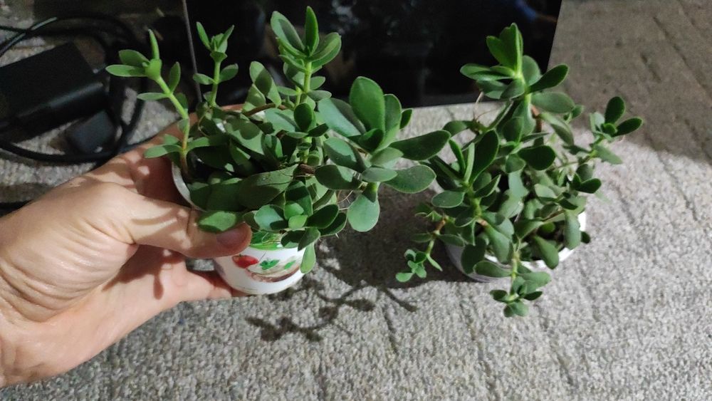 Цветы суккуленты