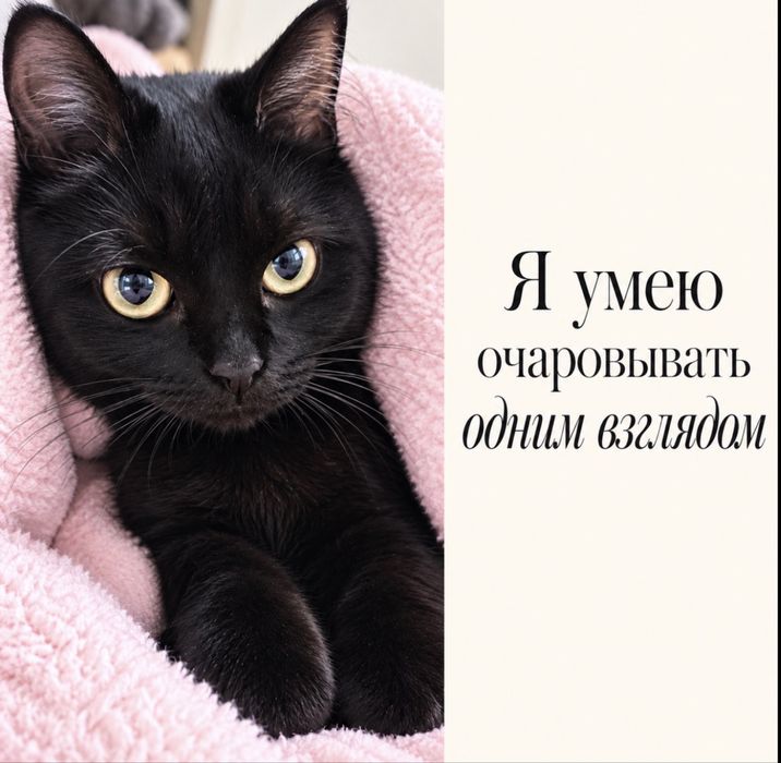 Буду помогать новому хозяину