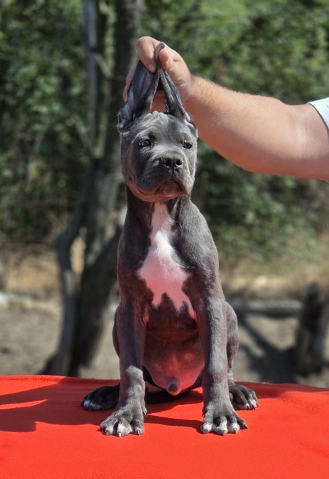 Mascul cane corso