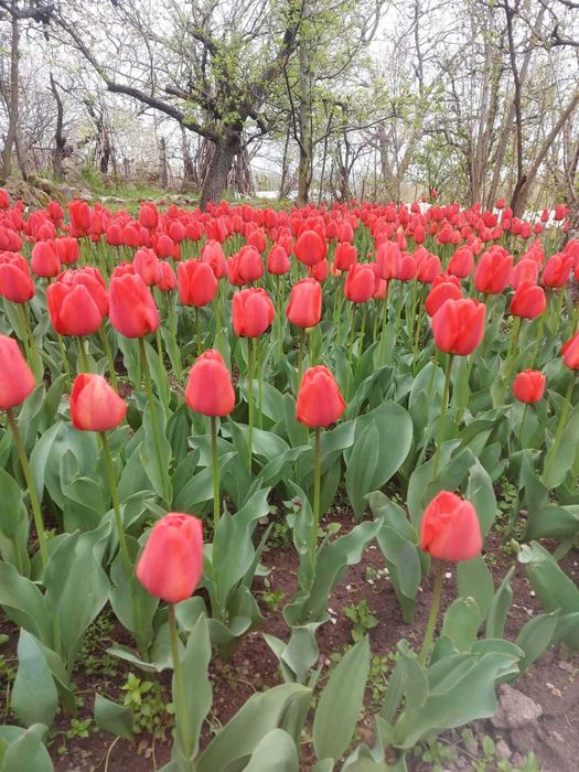 Продавам луковици за лалета