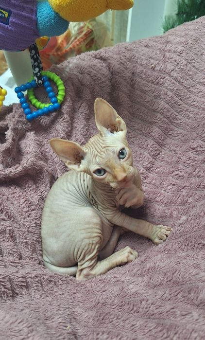 Канадский Сфинкс. Мальчишки.