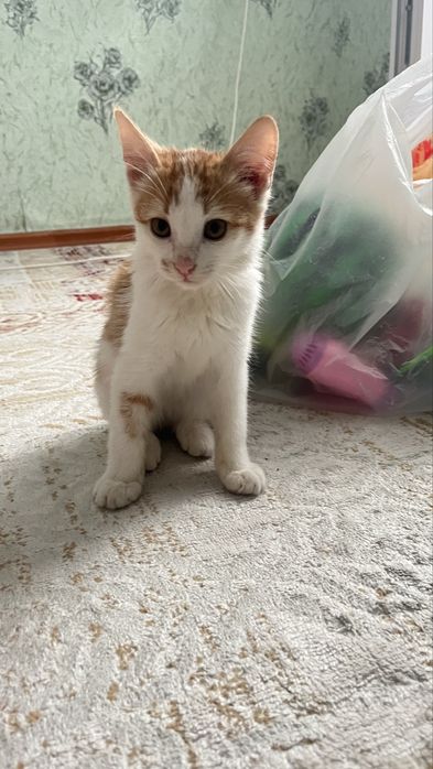 Отдам в добрые руки котенка . Пол: мальчик.