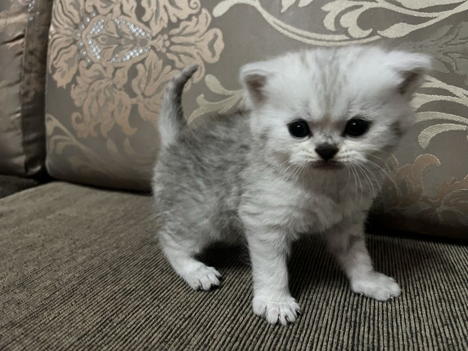 Британски  сребърни