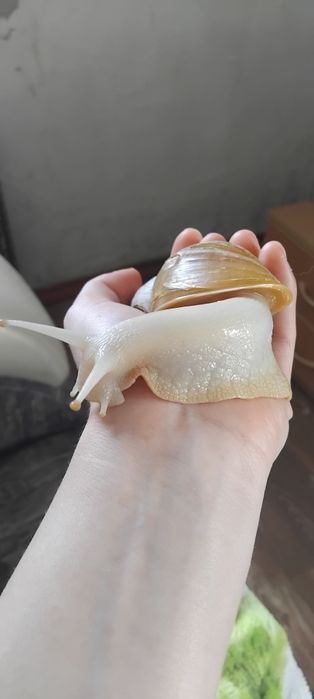 Улитки ахатины и архахатины