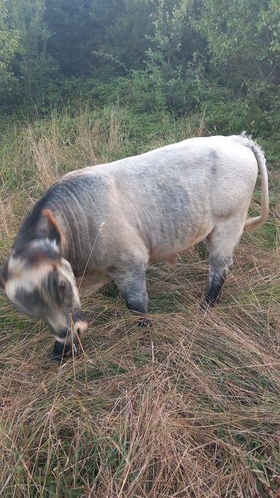 Vând taur belgian