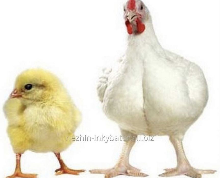Суточный цыплята бройлера