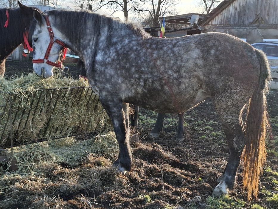 Vand iapa frumoasa, sanatoasa, cuminte,  fara nici un fel de defect.