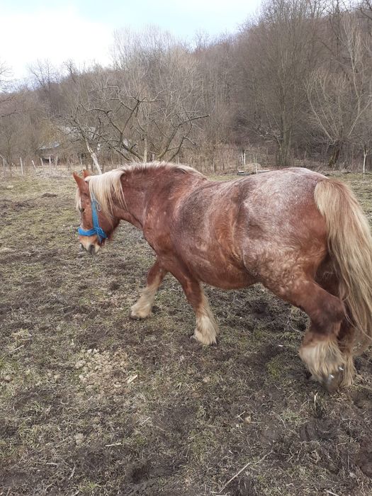 Vând iapă gestantă