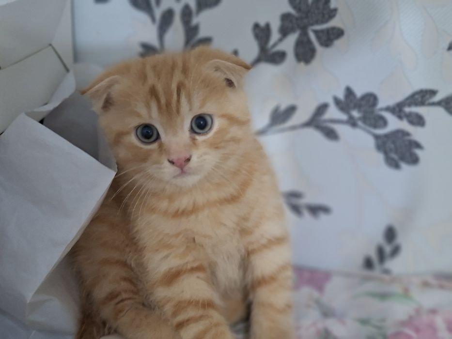 Mushukla sotila srochna