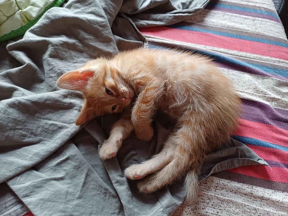 Одаём бесплатно котёнка