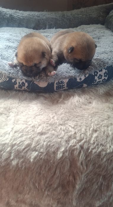 Щенки Сиба-ину Сибаину