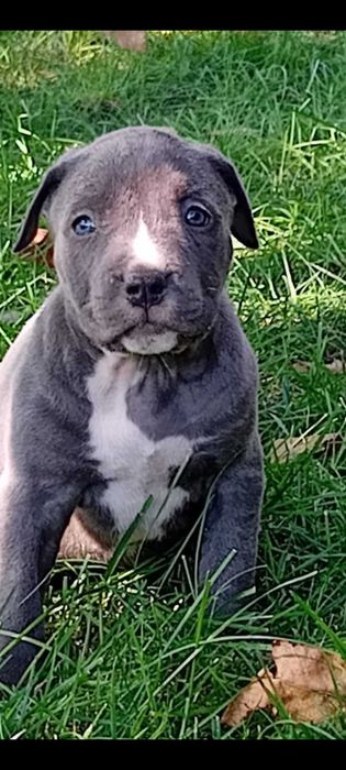 Disponibilitate pentru rezervare pui American Bully xl cu Pedigree acum de 5 săptămâni vor părăsi cuibul de la 8 săptămâni.Detali la Nr 0787332048