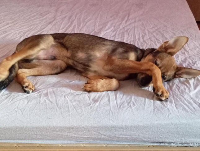 Рей си търси дом