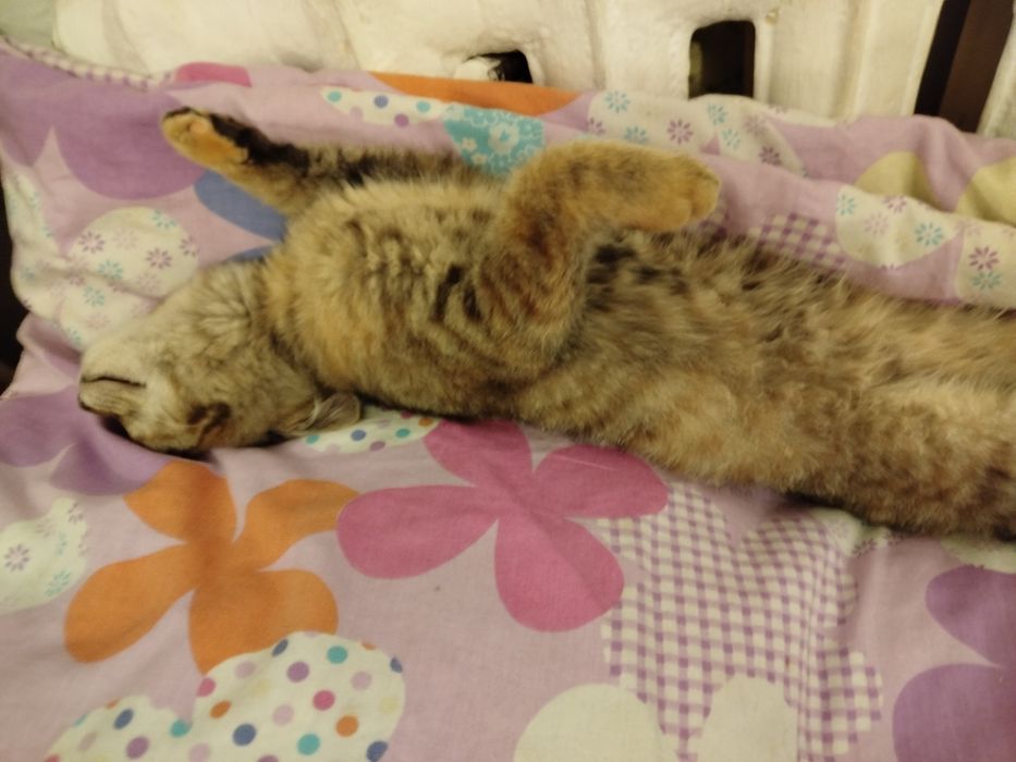 Кошка бесплатно Ұлжан1