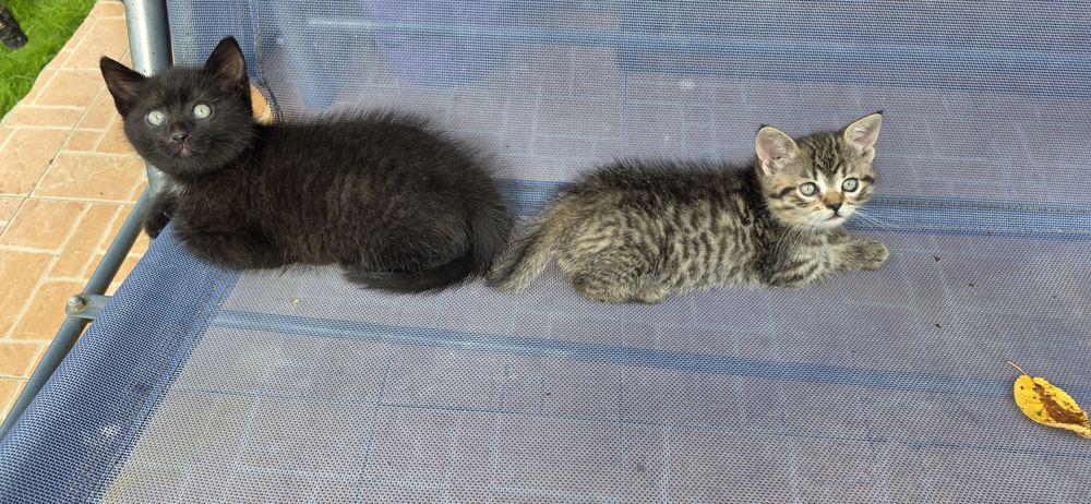 Adopție doi pisoiasi