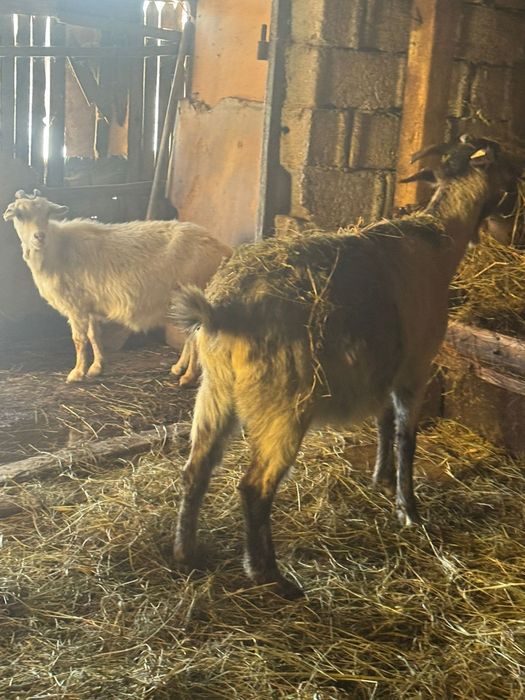 Capre de vânzare de rasa