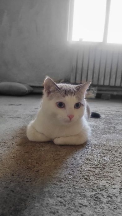 Кошечки в отвественные руки