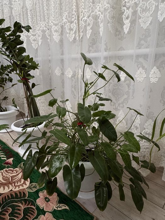 Гүл сатылады (комнатные растения)