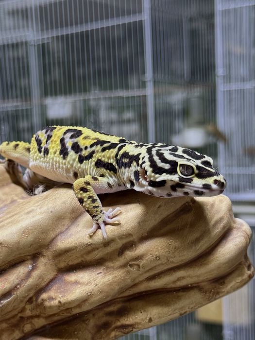 Эублефары (bandit) взрослые самцы