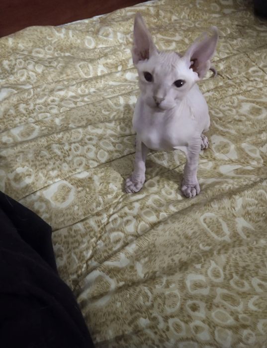 Котята донского сфинкса.