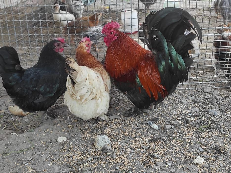 Продам карликовых курей
