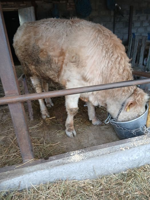 Продам бычка ...