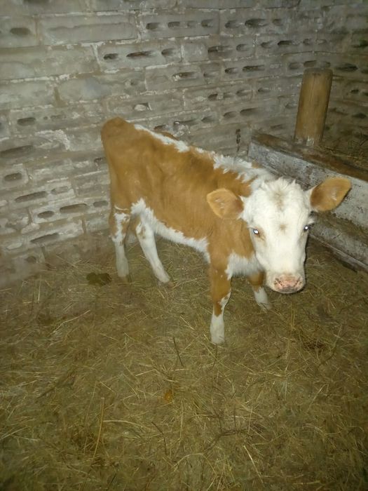 Продам тёлчка 2 месяц
