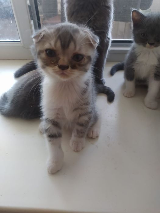 Котята шотландцы