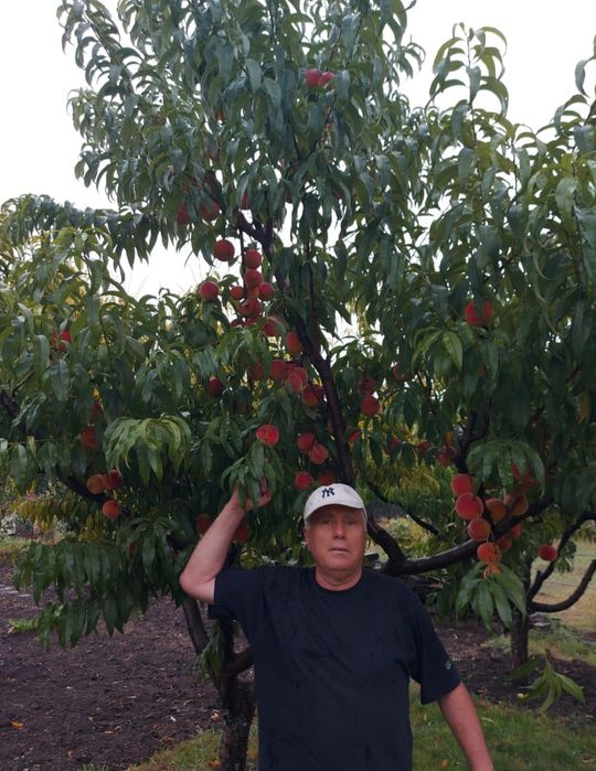 Taieri pomi fructiferi