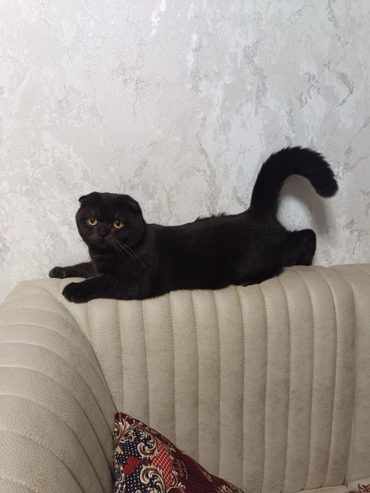 скотиш фолд  оригинал