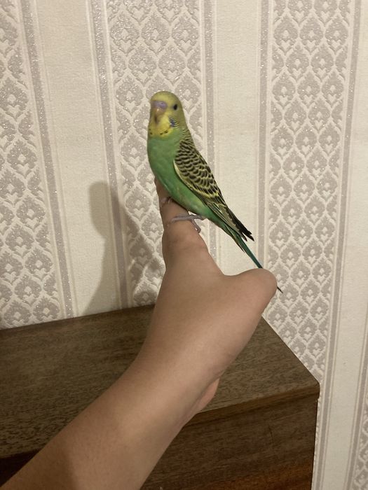 Ручные волнистые попугаи