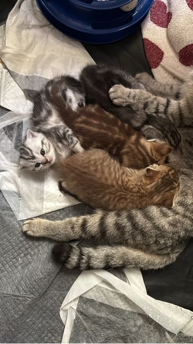 Продам котят шатланских