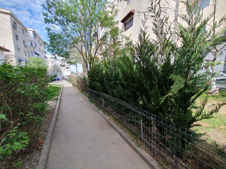 Leylandii 2.3m - 2.5m gard viu verde naturala/ la cel mai mic preț!