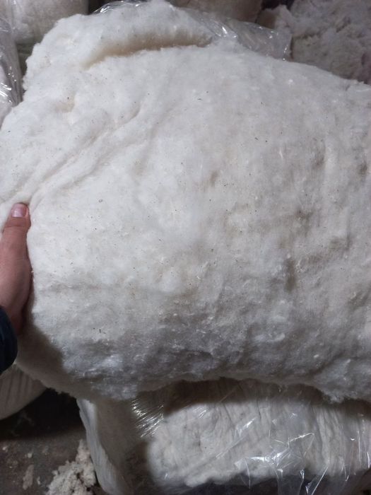Тай пахта сатилади, высший сорт хам 1 сорт. Пахта сифаты жаксы!