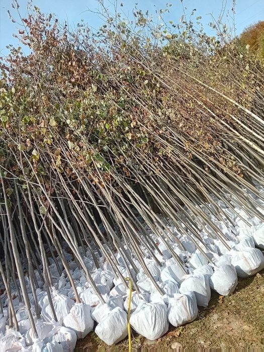 Vând copaci ornamentali foioase