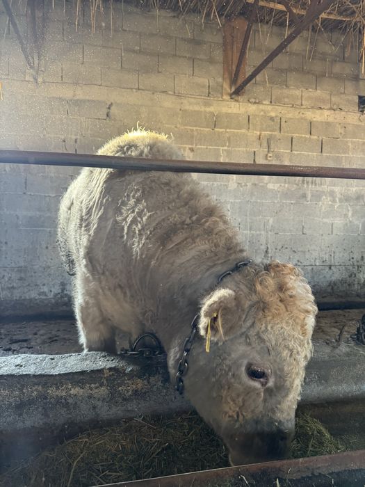 Аулиеколь тұқымдыққа арналған бұқалар