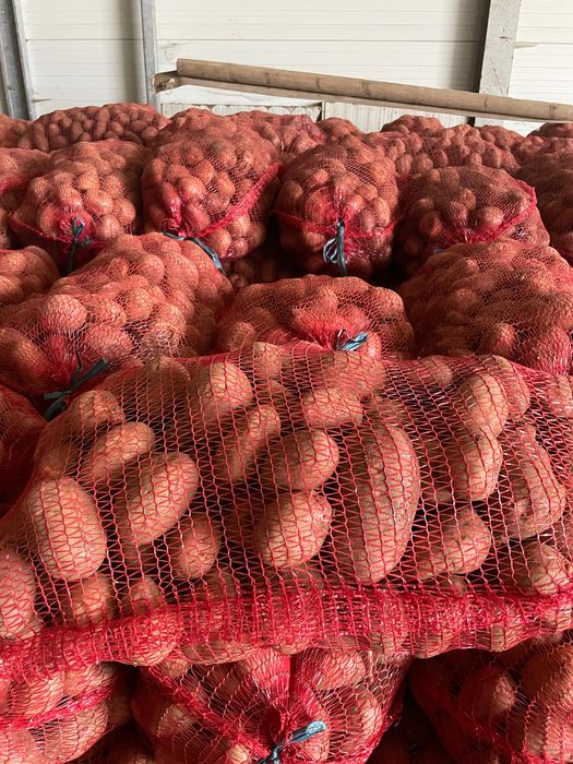 Cartofi consum si samânta si animale