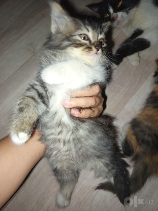 Продаются котята отдам в добрые руки