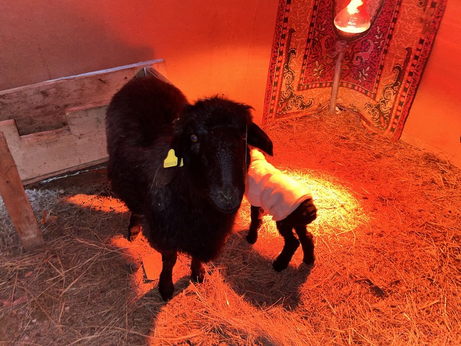 Қошқар қой  буаз қой қозылы қойлар