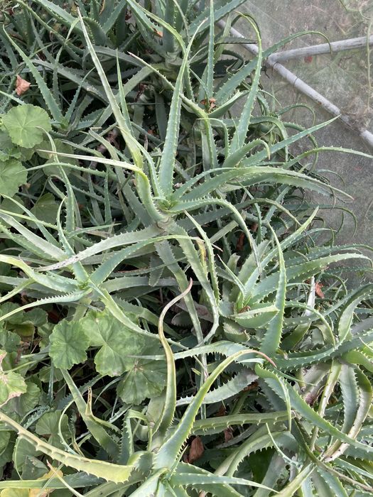 Vand aloe vera frunze si ghiveci