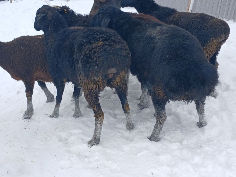 Семіз Саулыктар бар