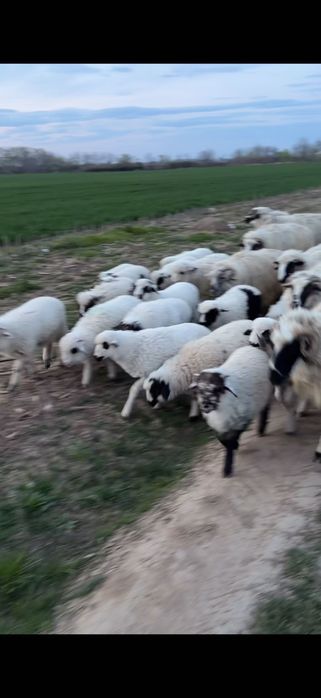 Vând miei de calitate !!