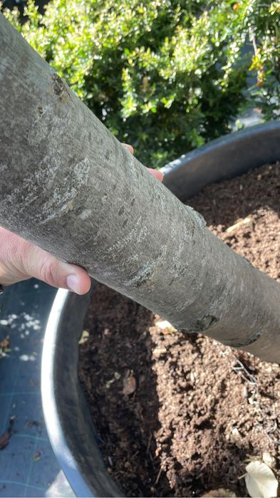 Tei la Balot in ghiveci !