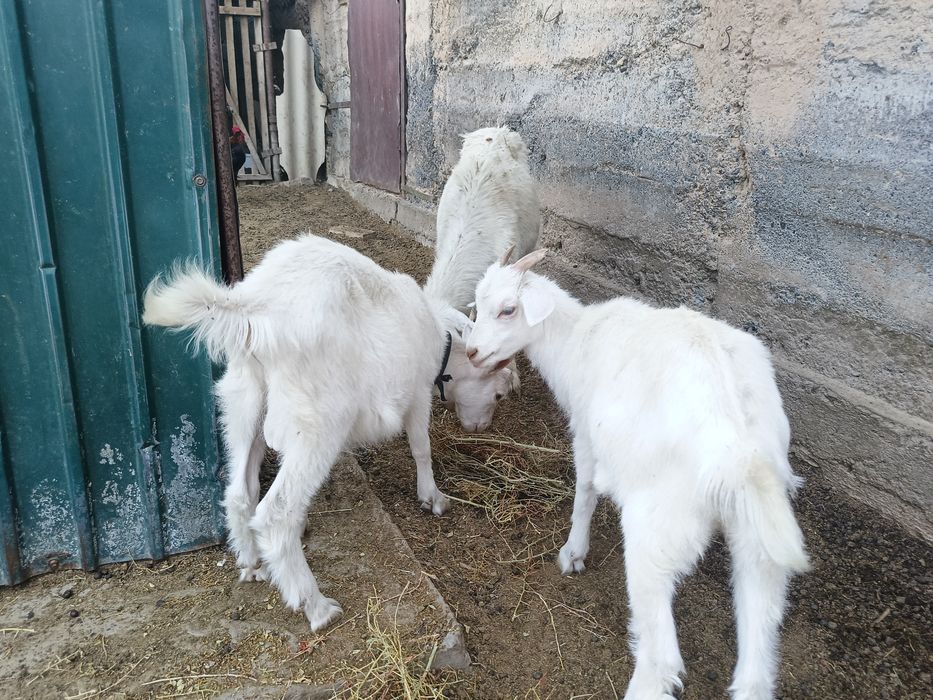 Ешкі сатылады. Лақтарымен.  Келісім бар
