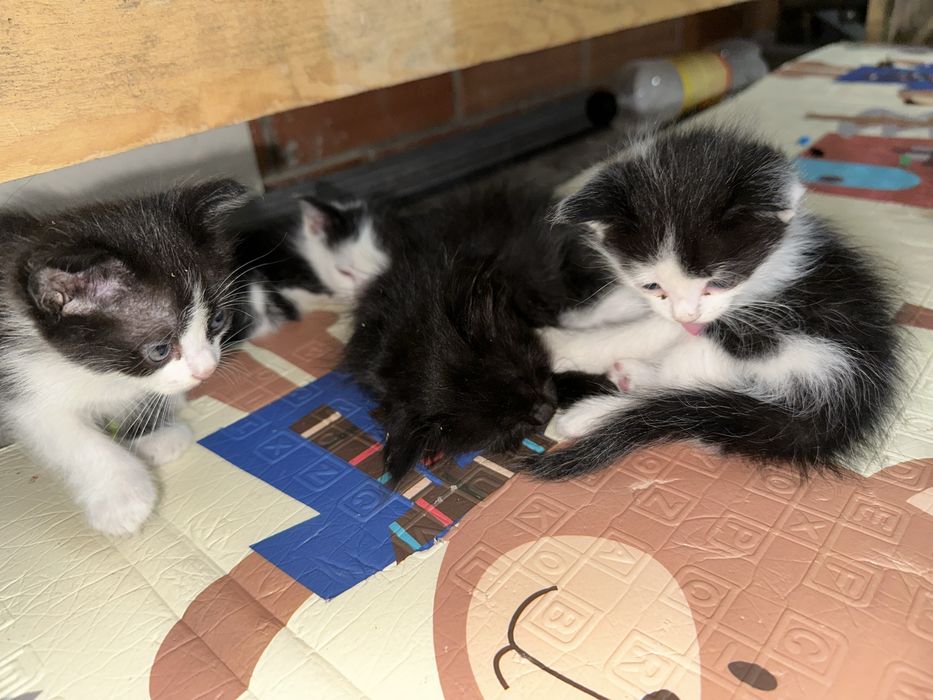 Отдам котят бесплатно!
