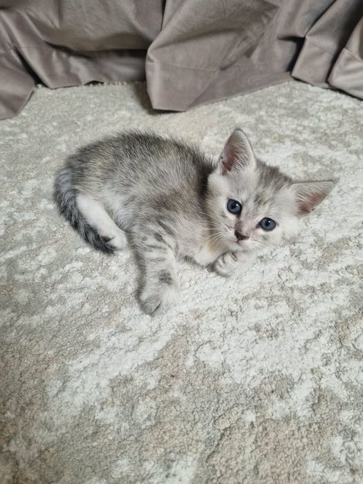 Отдам котят в добрые руки