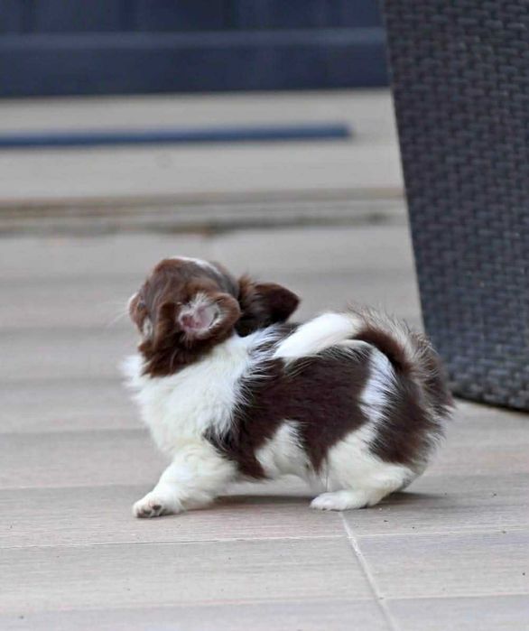 Мъжки дългокосмести мини чихуахуа шоколадови