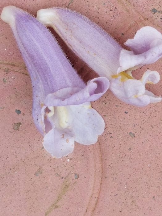 Paulownia Butasi si rasaduri
