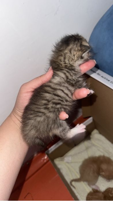Продается котенок оь мейн куна