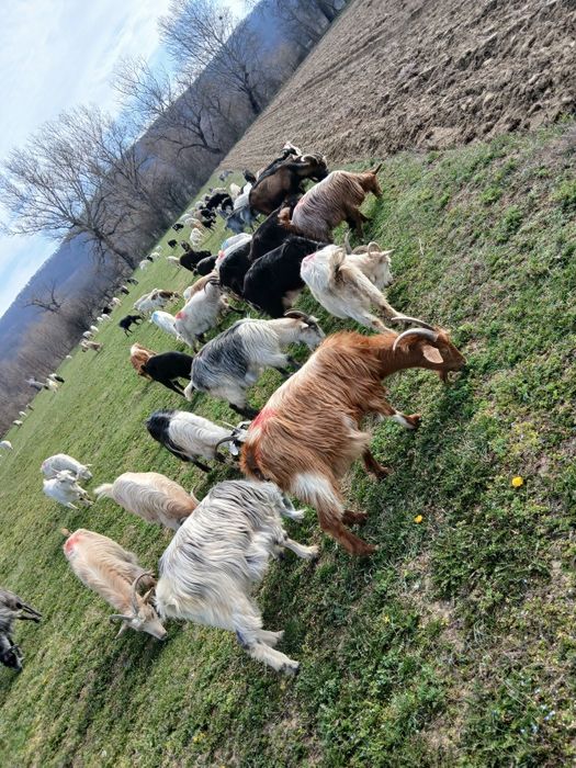 Vând capre cu iezii